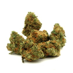 Pumpkin Spice - Small Buds