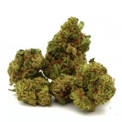 Amnesia - Small Buds