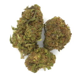Lemonade Pop - Small Buds