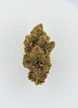 Original Amnesia